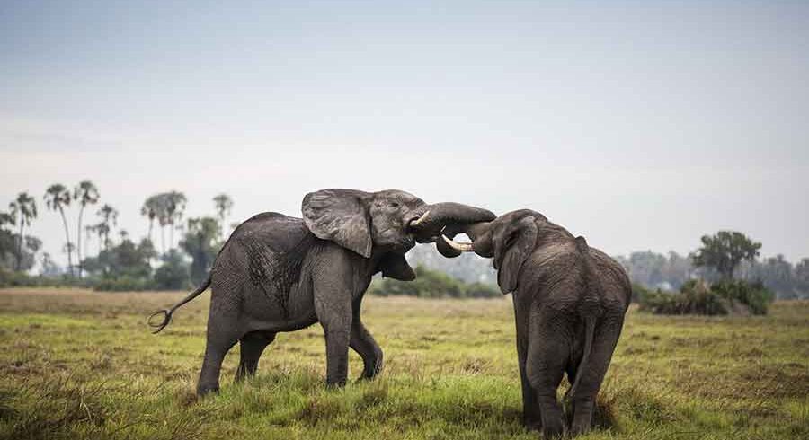 Im stronger than you- No your not elephants fighting
