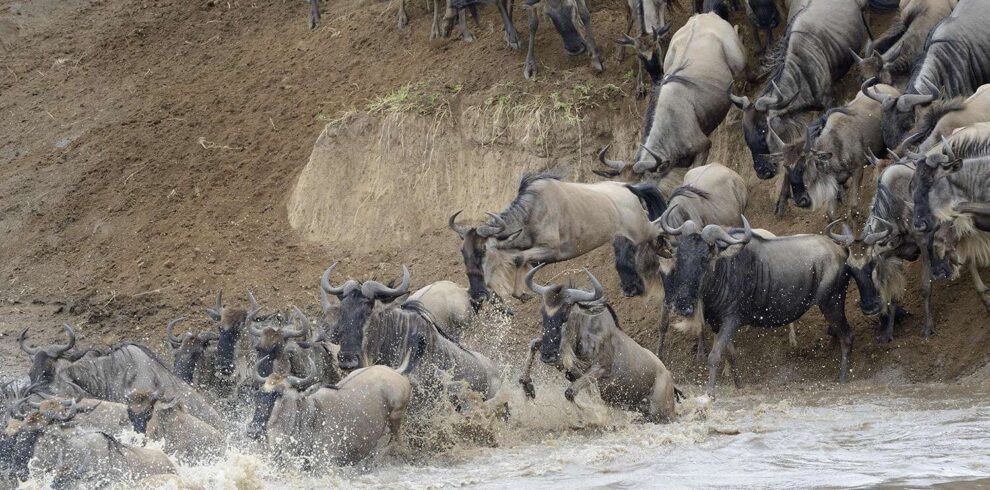 River Crossing Wildebeest Migration