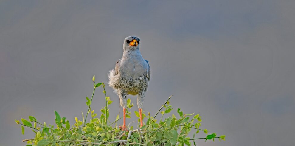 Birds in the Mara